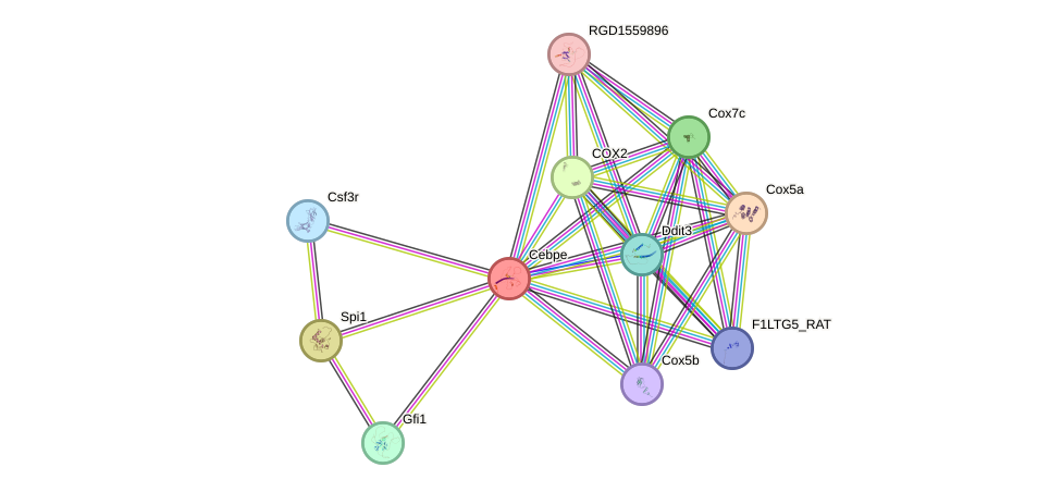 STRING protein interaction network