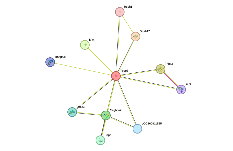 STRING protein interaction network