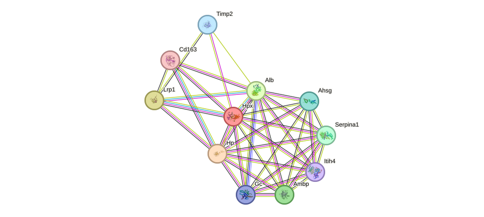 STRING protein interaction network