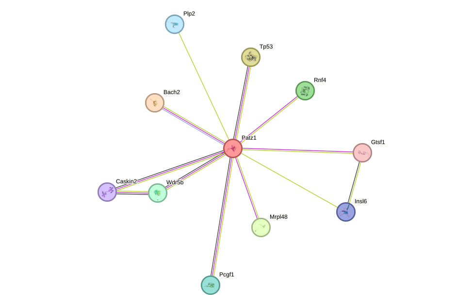 STRING protein interaction network