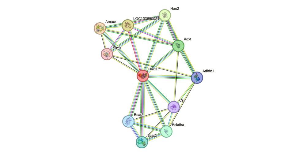 STRING protein interaction network