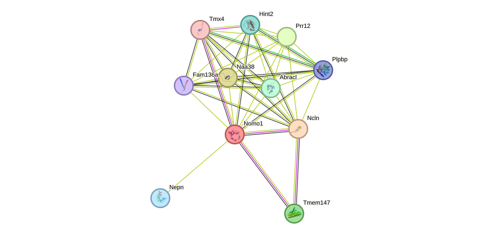 STRING protein interaction network