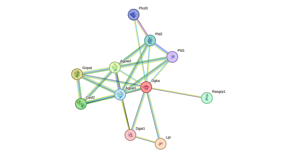 STRING protein interaction network