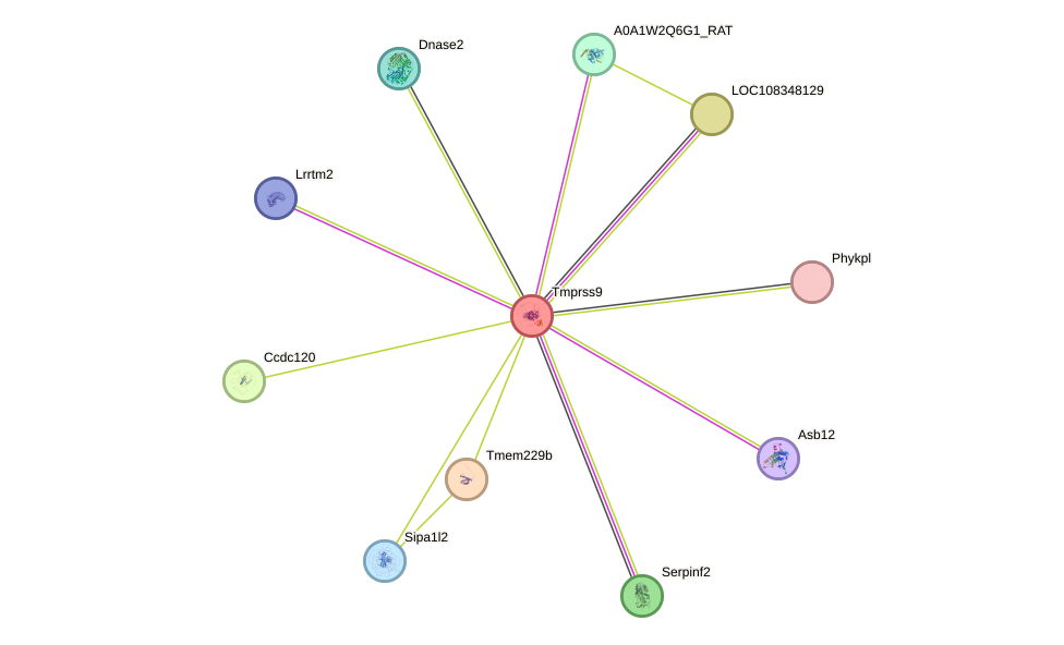 STRING protein interaction network