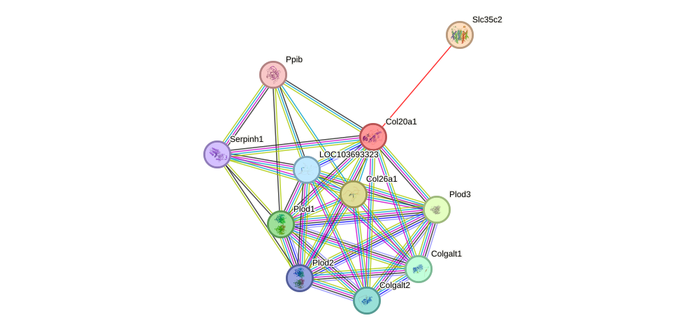 STRING protein interaction network