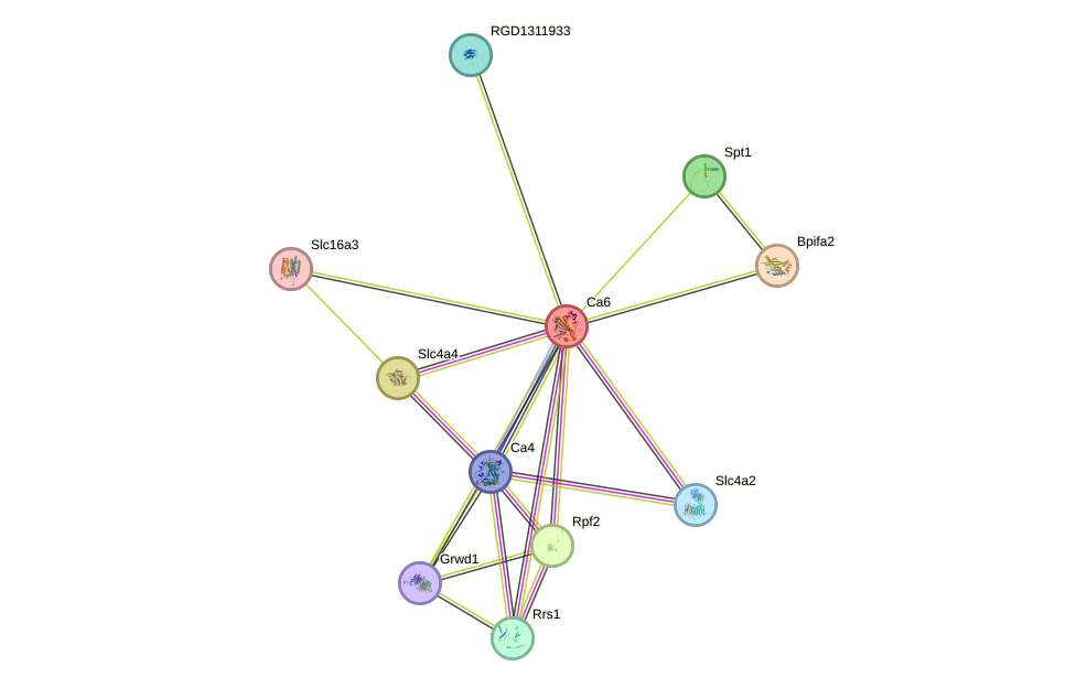 STRING protein interaction network