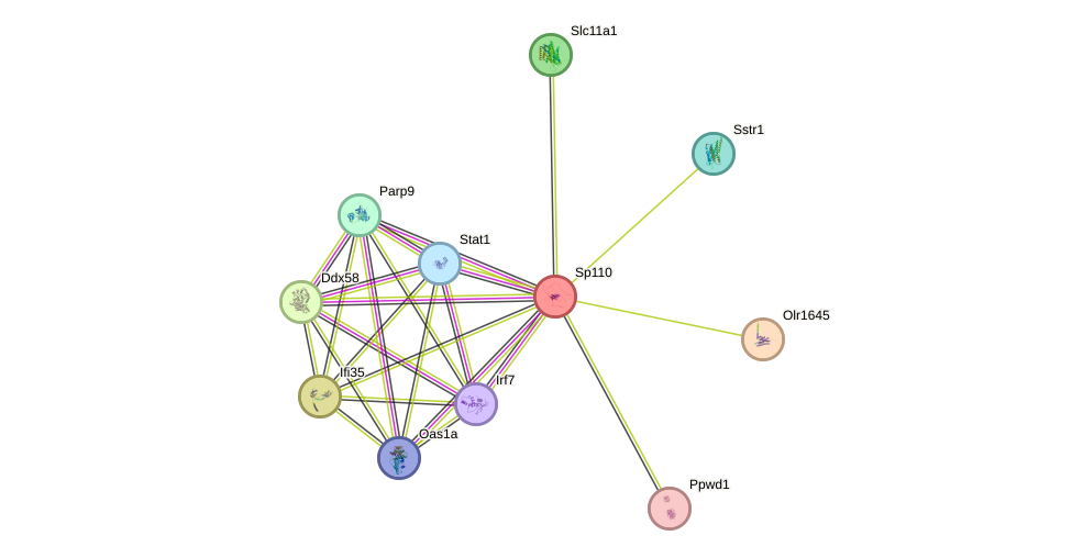 STRING protein interaction network