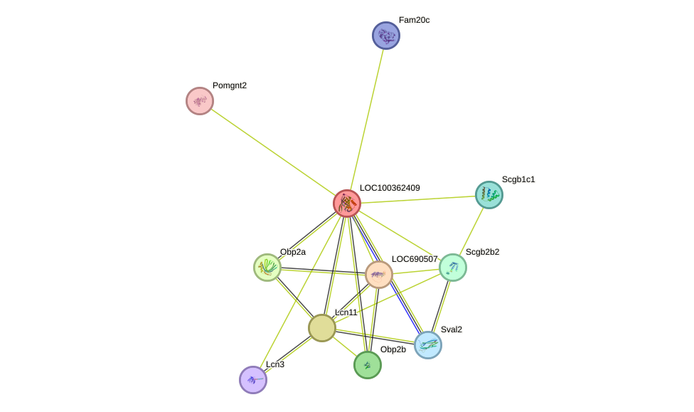 STRING protein interaction network