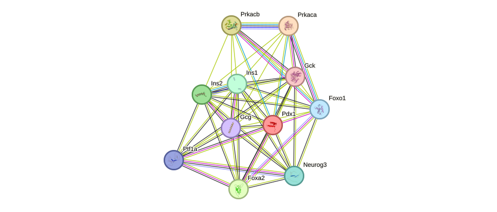 STRING protein interaction network