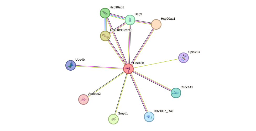 STRING protein interaction network