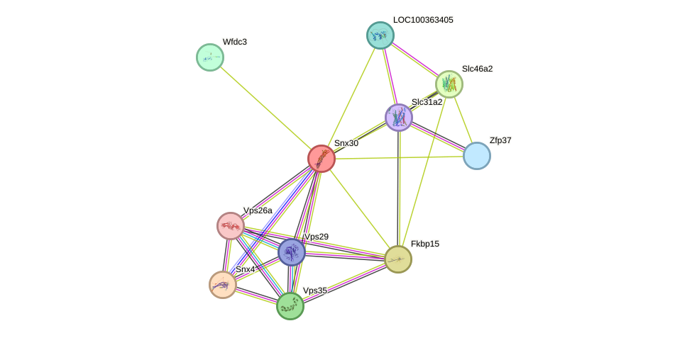 STRING protein interaction network