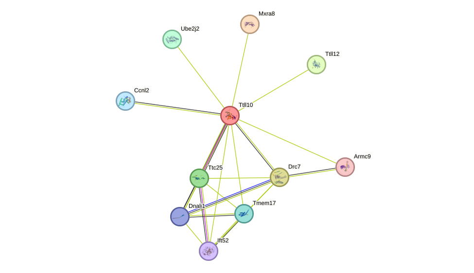 STRING protein interaction network