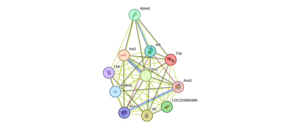 STRING protein interaction network