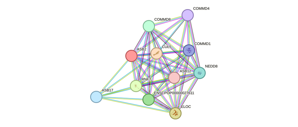 STRING protein interaction network