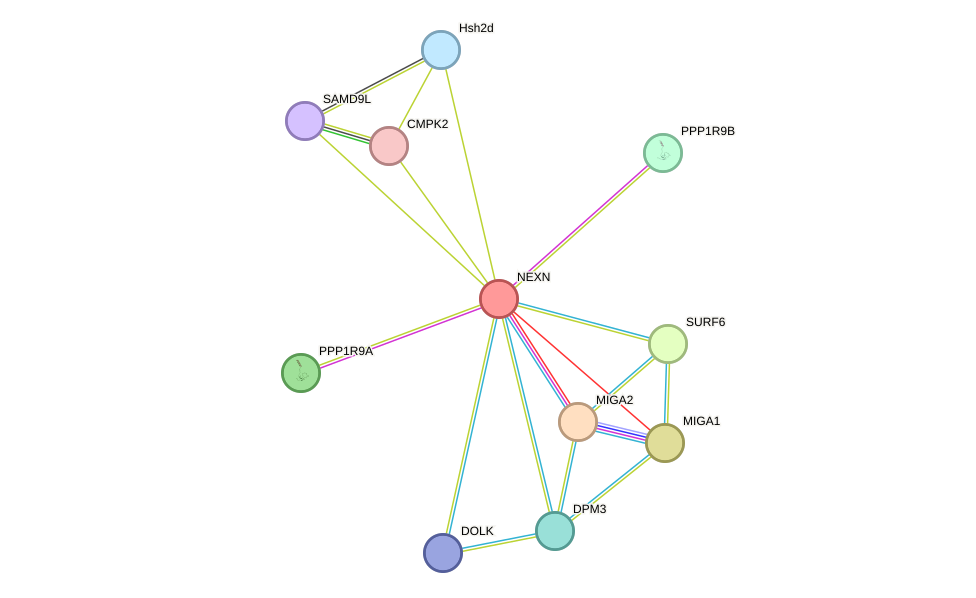 STRING protein interaction network