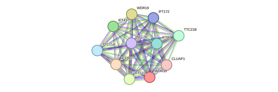 STRING protein interaction network