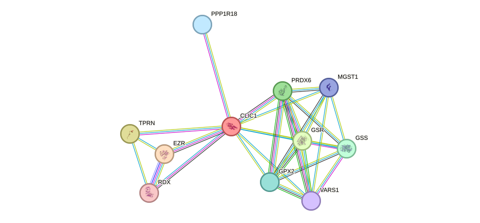 STRING protein interaction network