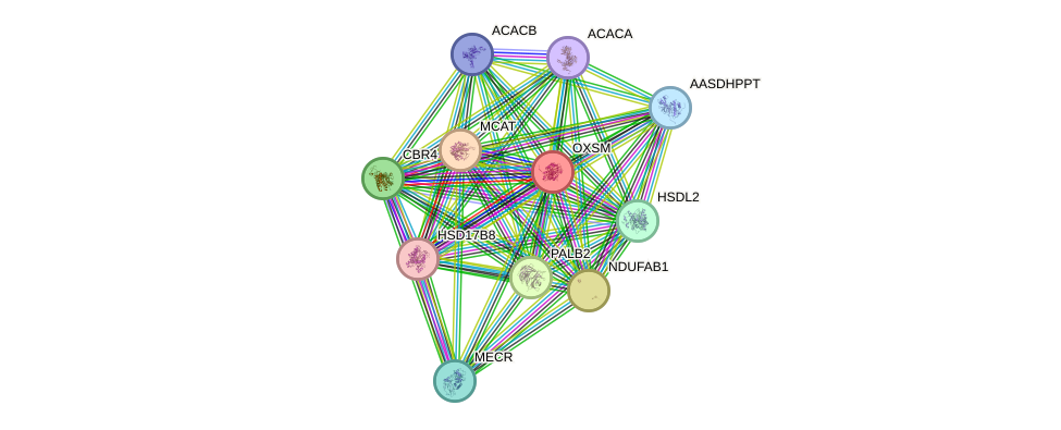 STRING protein interaction network