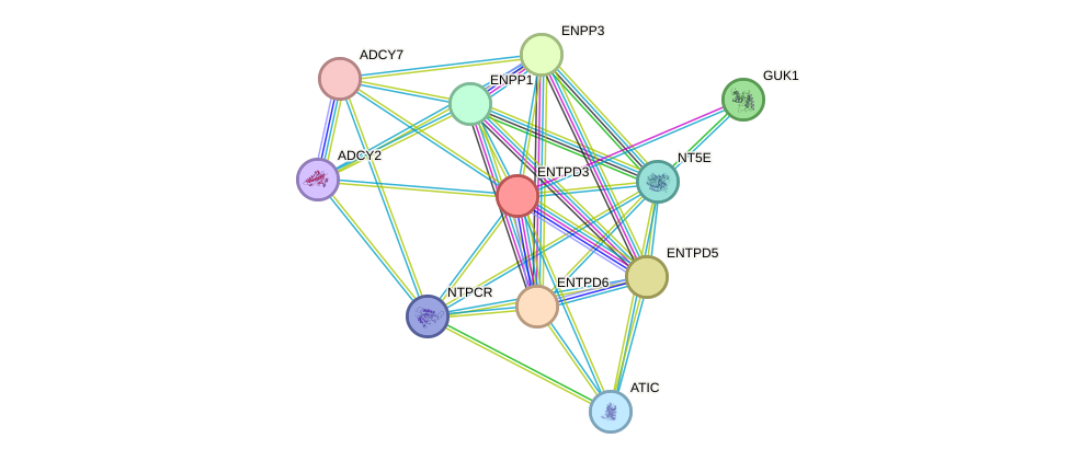 STRING protein interaction network