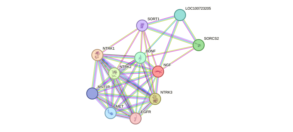 STRING protein interaction network