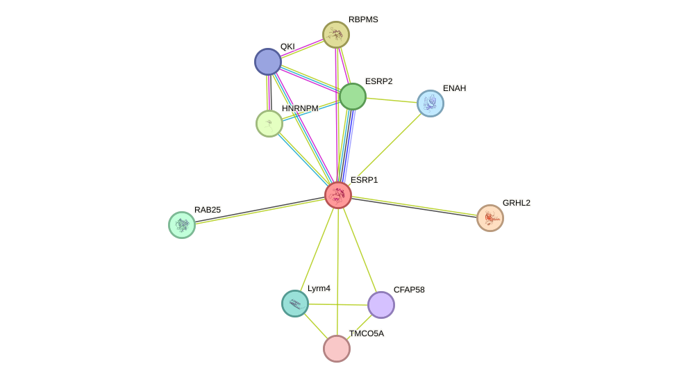 STRING protein interaction network