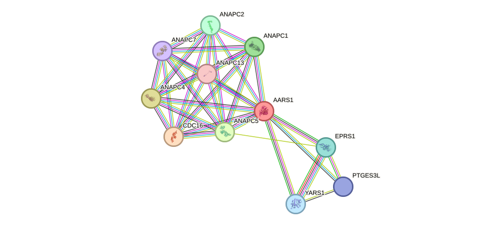 STRING protein interaction network