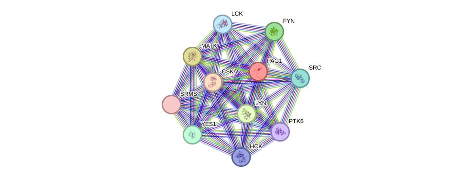 STRING protein interaction network