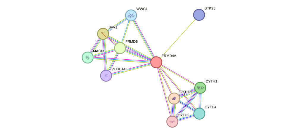 STRING protein interaction network