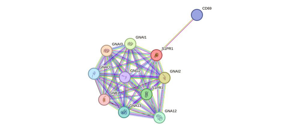 STRING protein interaction network