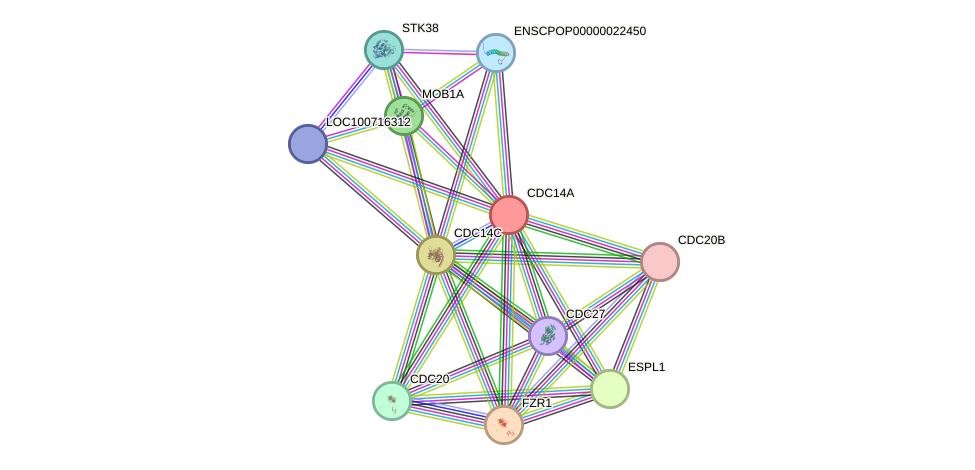 STRING protein interaction network