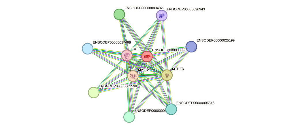 STRING protein interaction network