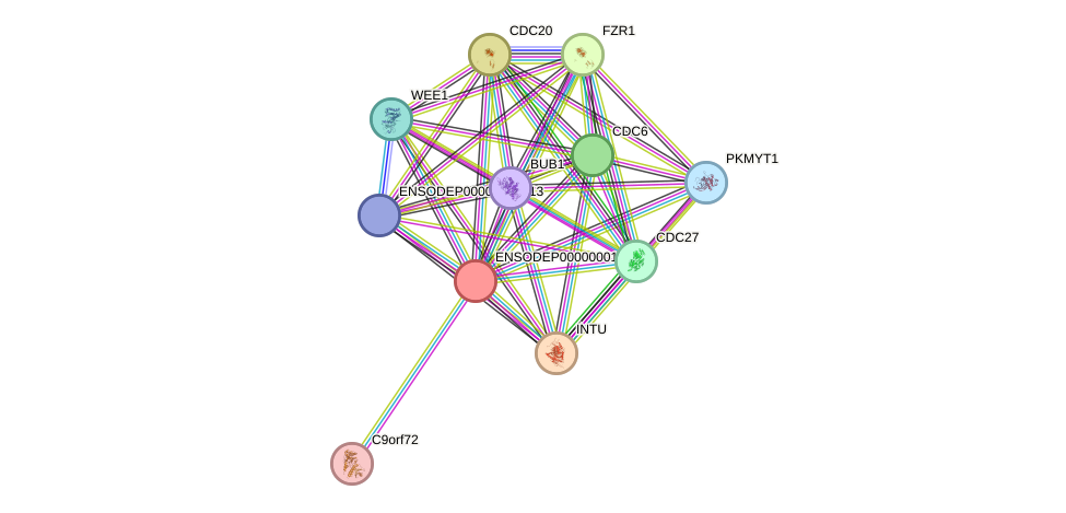 STRING protein interaction network