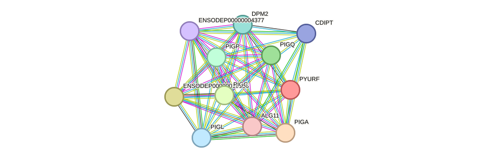 STRING protein interaction network