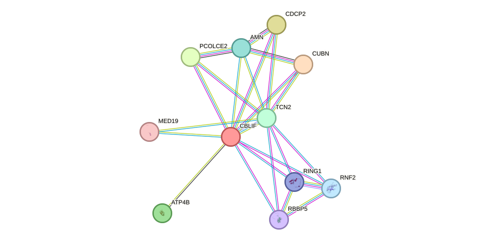 STRING protein interaction network