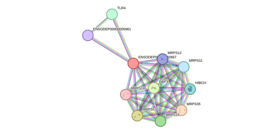 STRING protein interaction network