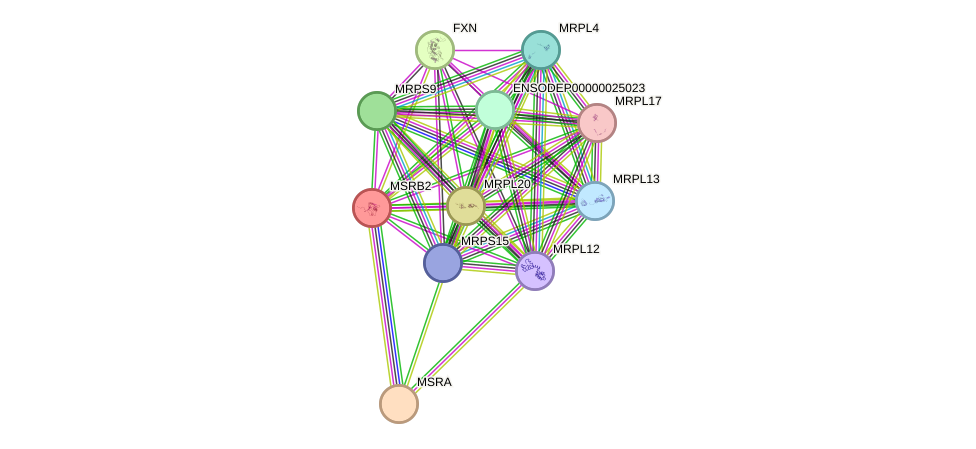 STRING protein interaction network