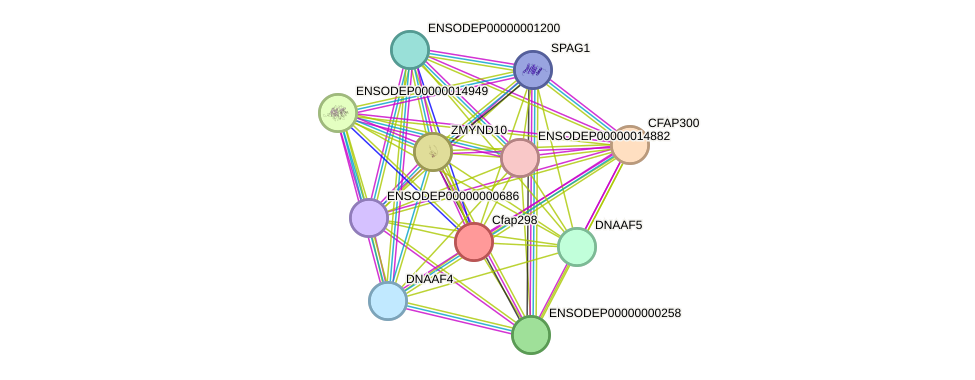 STRING protein interaction network