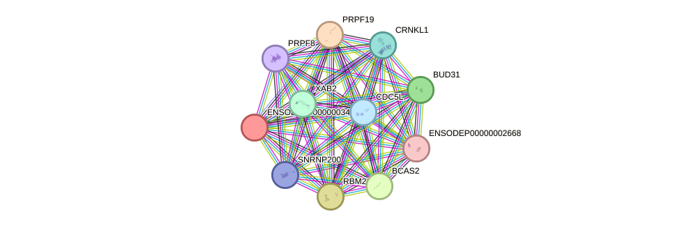 STRING protein interaction network