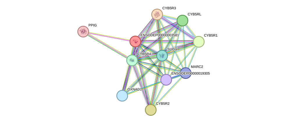 STRING protein interaction network