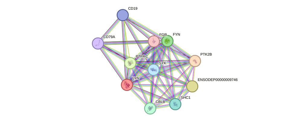 STRING protein interaction network