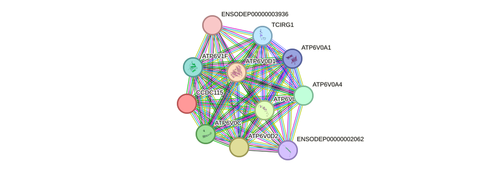 STRING protein interaction network