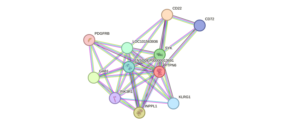 STRING protein interaction network