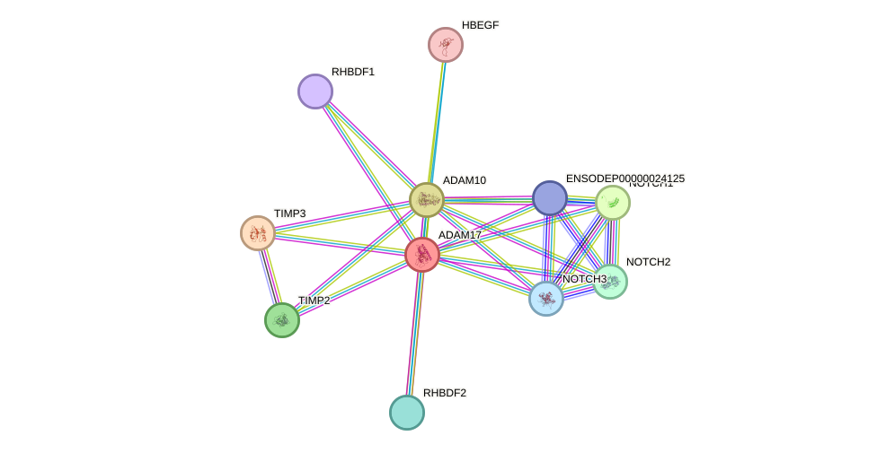 STRING protein interaction network