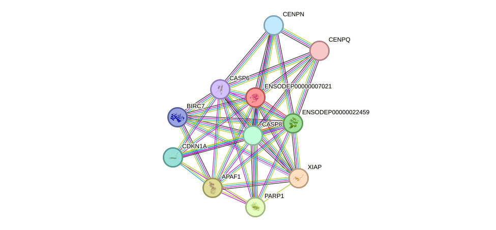 STRING protein interaction network