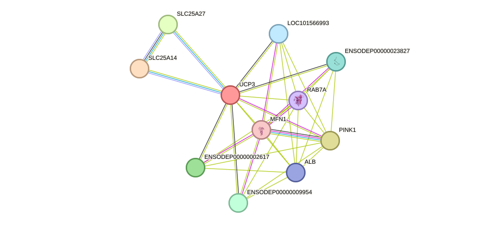 STRING protein interaction network