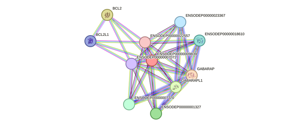 STRING protein interaction network