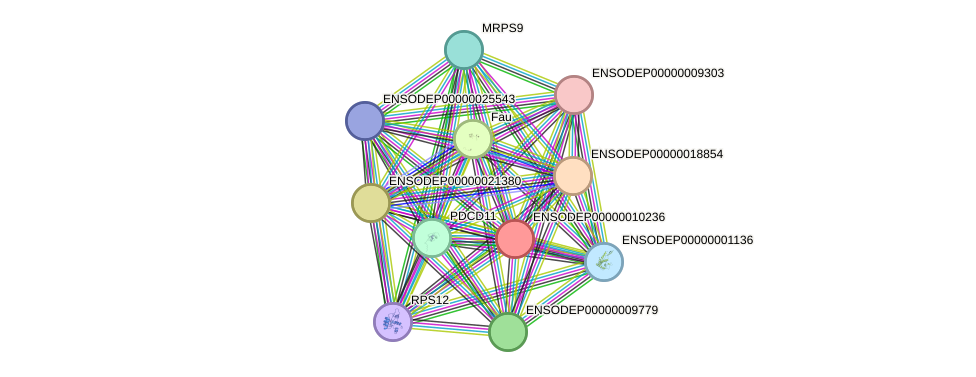 STRING protein interaction network