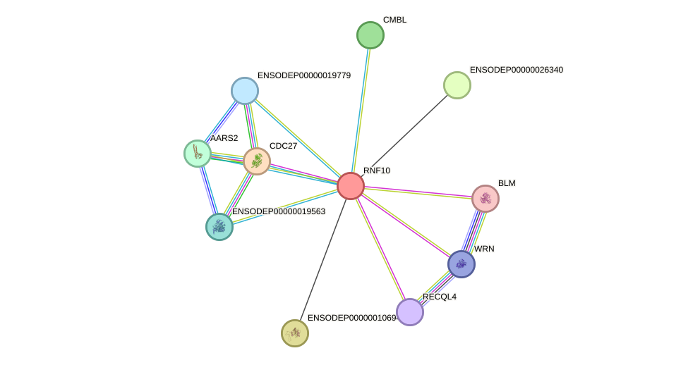 STRING protein interaction network