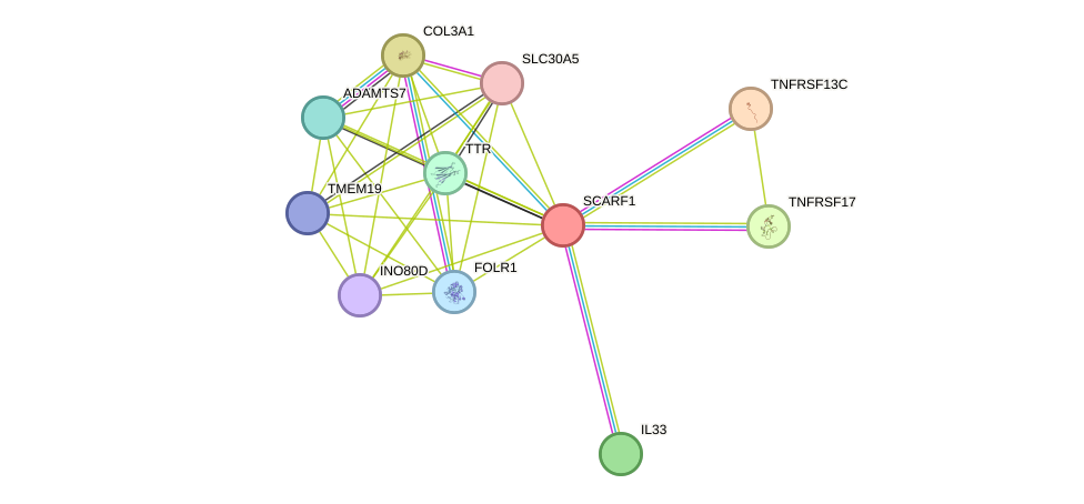 STRING protein interaction network