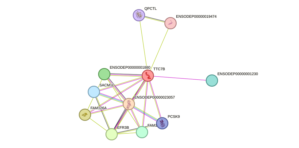 STRING protein interaction network